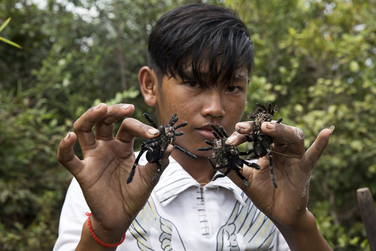 The Tarantula Hunters of Cambodia Bloomberg