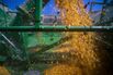 Record US Corn Harvest Seen Bigger Than Expected
