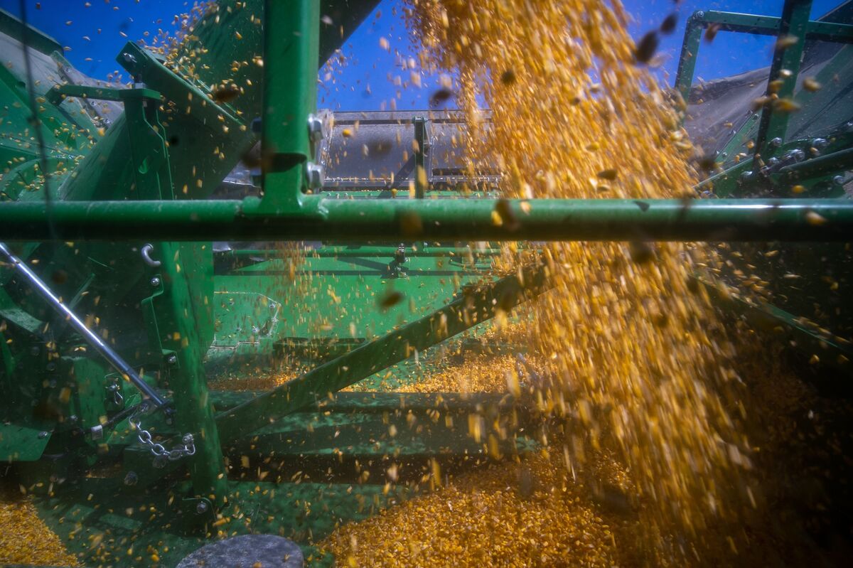⚫️ BLOOMBERG: "Possibile aumento della domanda di mais americano grazie ai colloqui commerciali con la Cina"