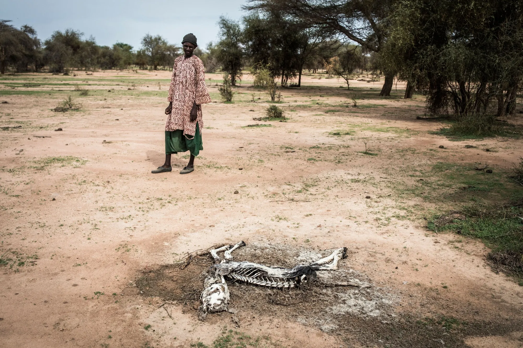 A Fulani herder looks on at one of his dead sheep in Barkedji, Senegal.&nbsp;