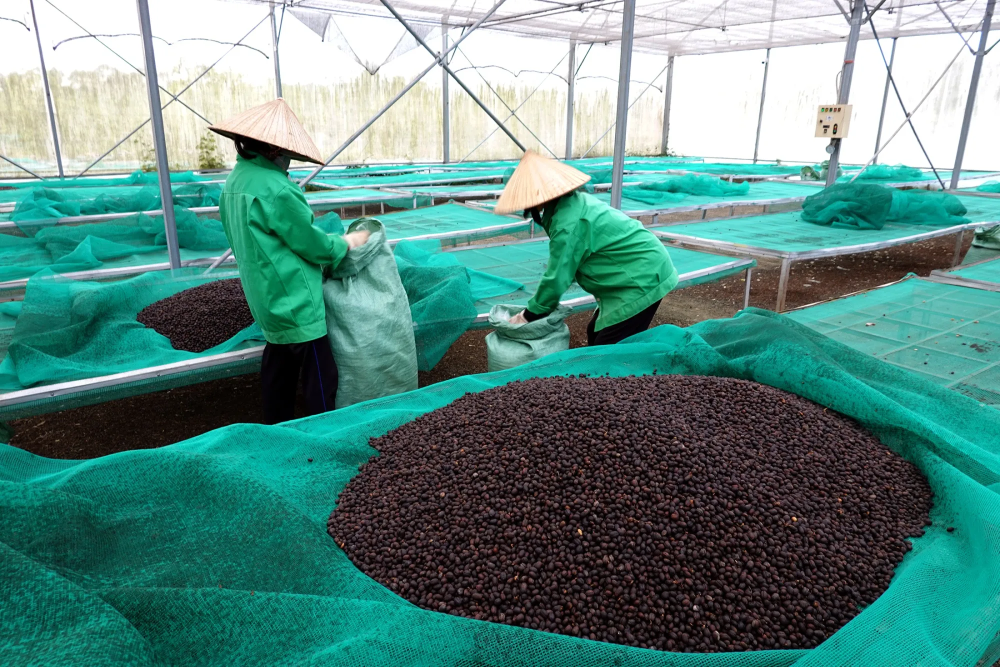 Workers process beans at Aeroco coffee farm in Dak Lak province on March 11.