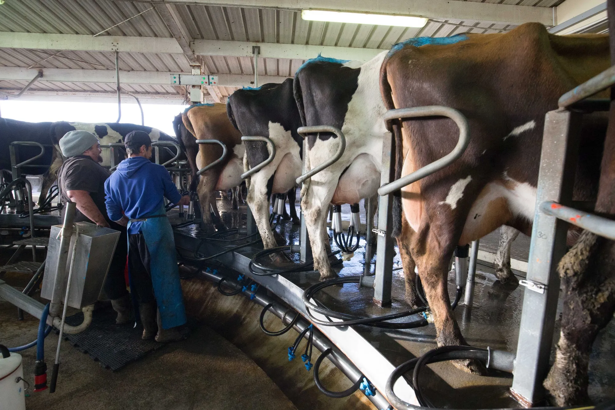 Employees prepare cows for milking&nbsp;at a dairy farm&nbsp;in Hawera, New Zealand.