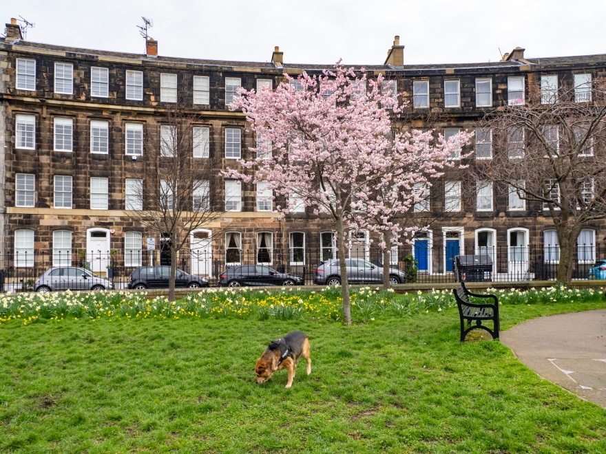 The Design History of Edinburgh’s Stacked Tenements CityLab Daily