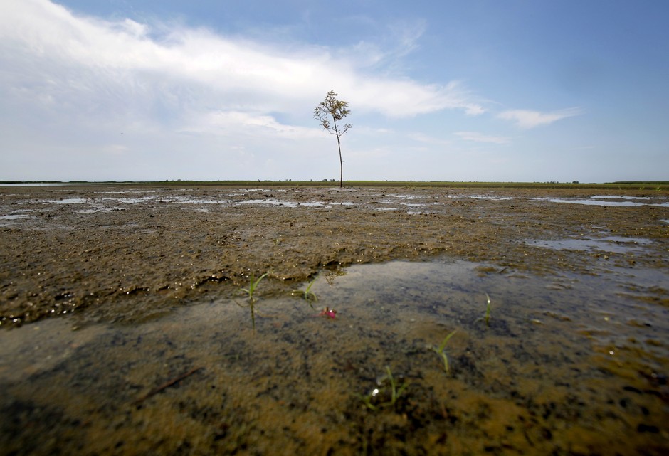 A cypress tree planted by coastal restoration experts in Venice, Louisiana, in 2011