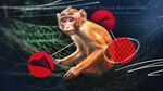The Dirty Business of Monkey Laundering