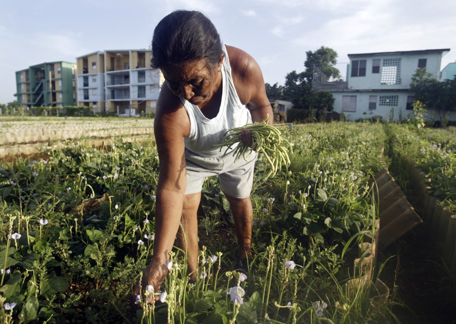 A woman harvests beans from a garden in Havana. 