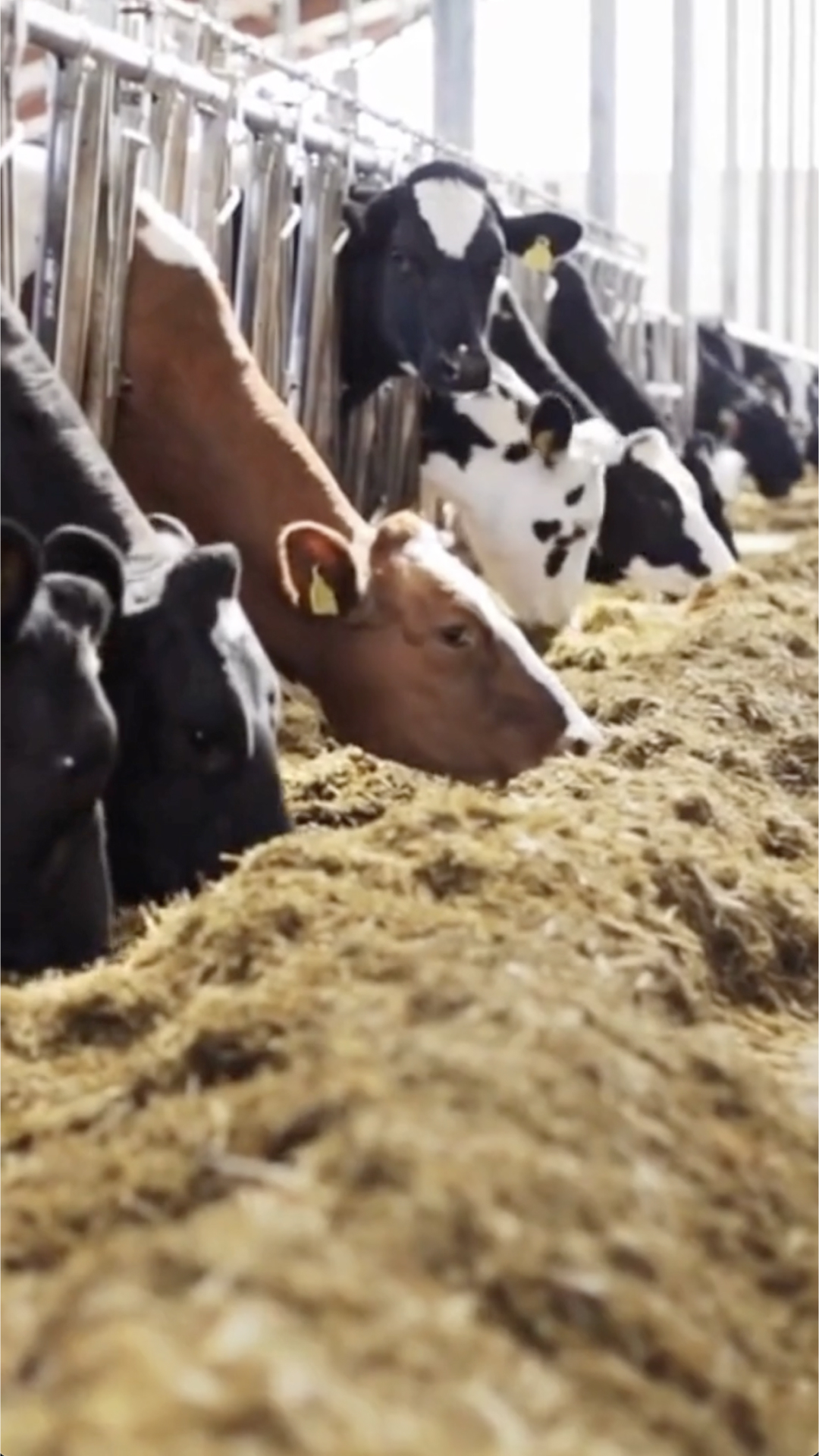 Global Food Companies Are Struggling to Deliver Methane Progress