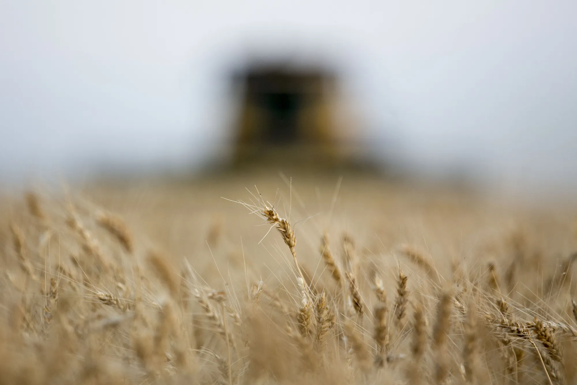 Hard red winter wheat in a field in Plainville, Kansas, US.