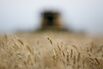 Wheat Turn 