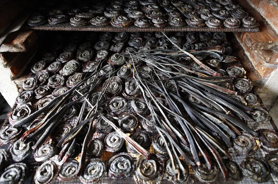 A Chinese Town Famous for Its Creepy Snakes - Bloomberg