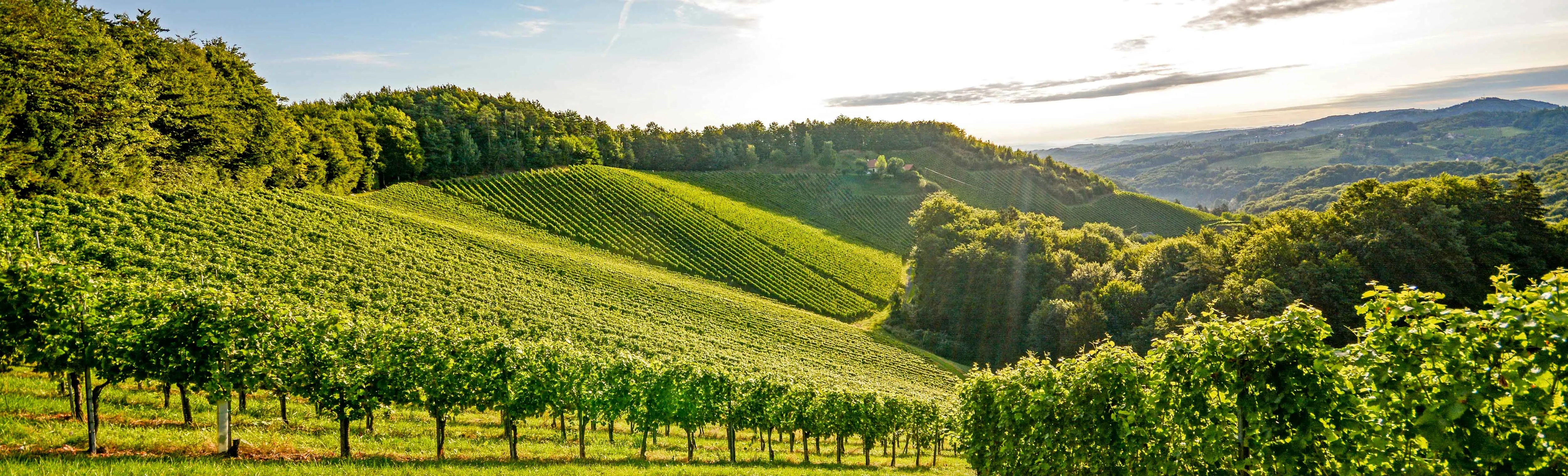 Burgundy vineyards.

