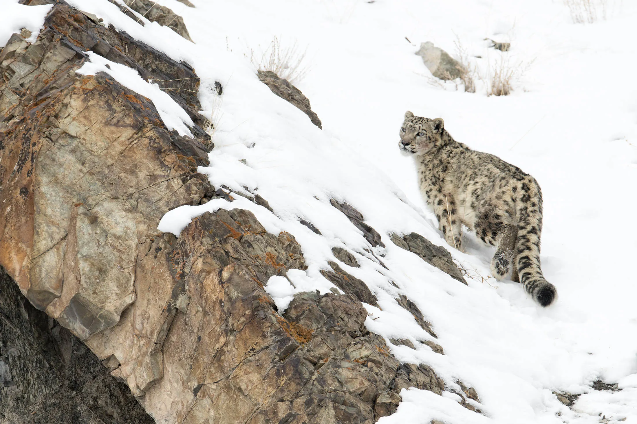 What To Know Before You Go Tracking Snow Leopards at 13,000 Feet - Bloomberg