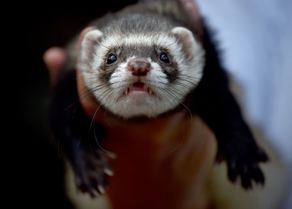 The Bizarre Sport of Ferret Legging  HowTheyPlay