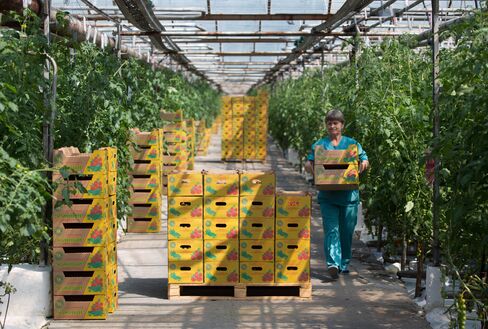 A farm worker carries boxes of tomatoes during harvesting in a greenhouse at the Yuzhny Agricultural Complex, operated by AFK Sistema, in Ust-Dzheguta, Russia.
