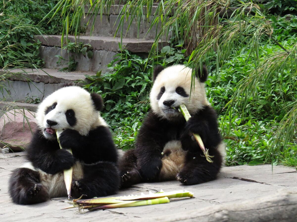 China retoma su “diplomacia del panda” como señal de acercamiento con EE.UU.