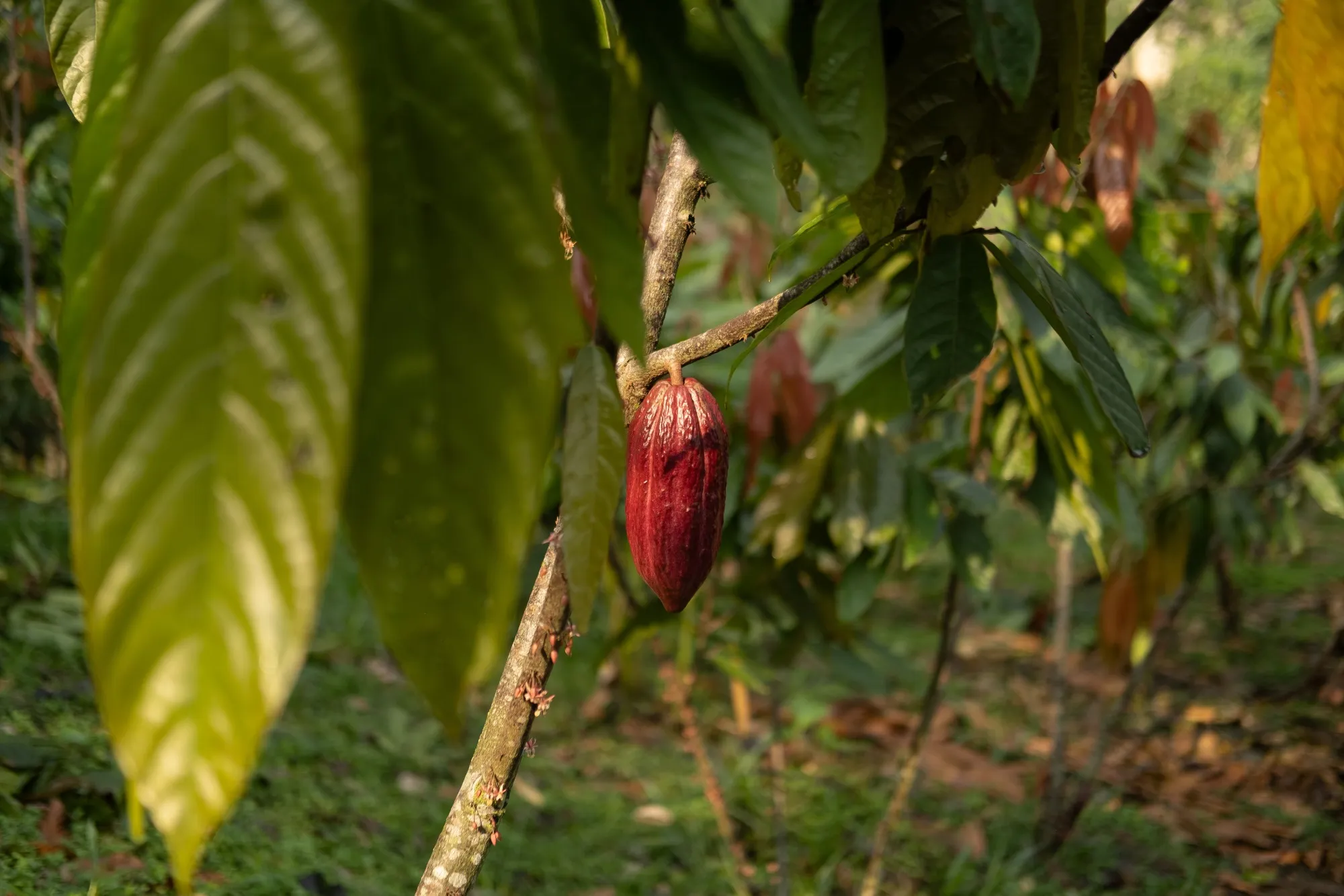 Cocoa fruit at a farm.