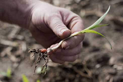 A Syngenta AG Golden Harvest brand hybrid seed corn seedling