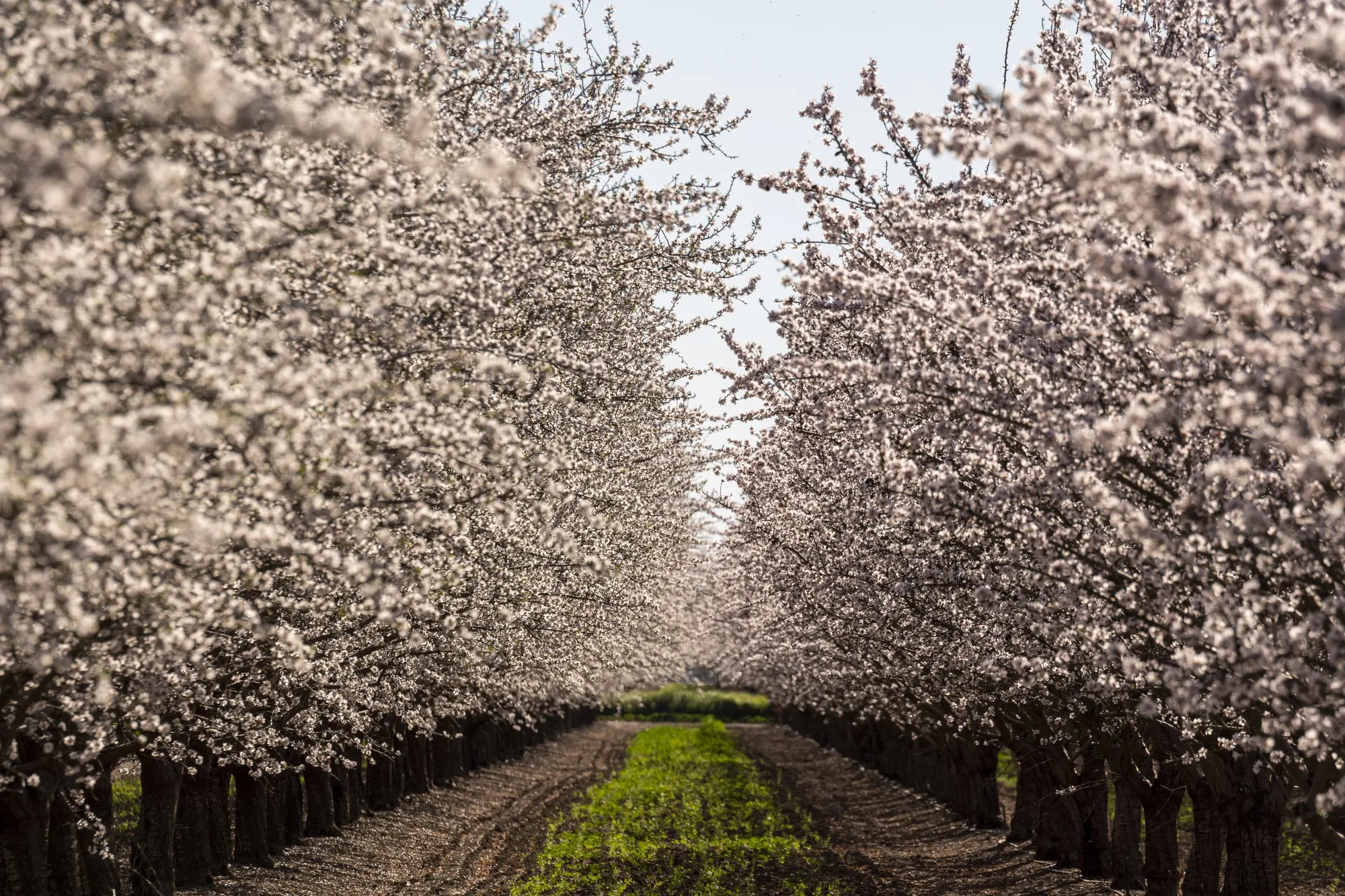 An almond orchard in California.