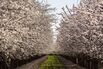 California's Almond Bloom Season, Largest Pollination Event On Earth