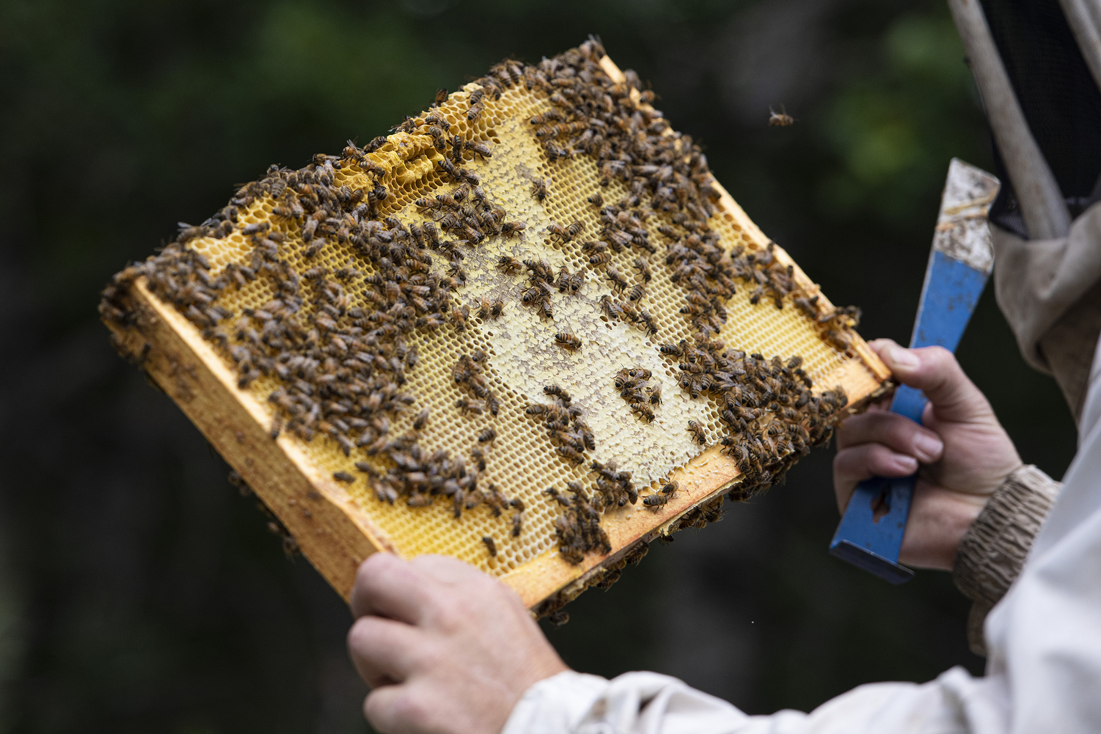 Local beekeeper shares how buying license plates helps honey bees