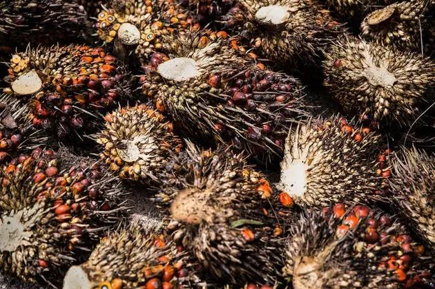 Oil palm fruits on the ground at PT 198, a plantation near Berau, Indonesia, on the island of Borneo.
