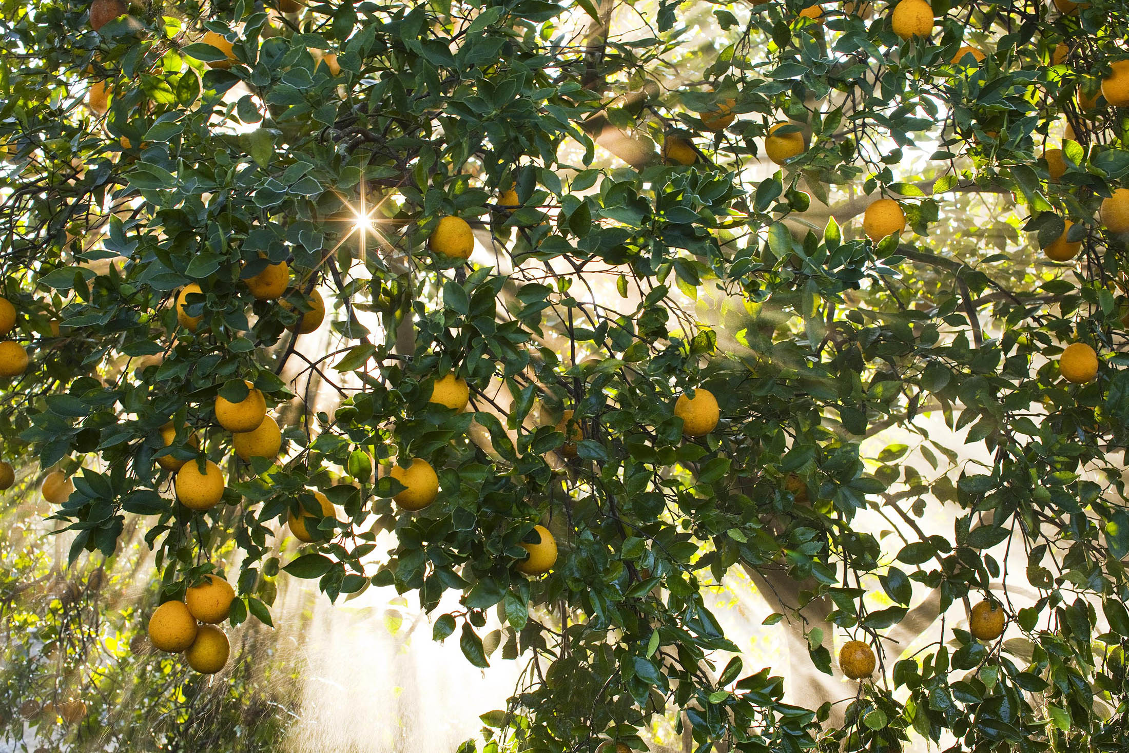 Florida's Orange Industry Is in Its Worst Slump in 100 Years - Bloomberg