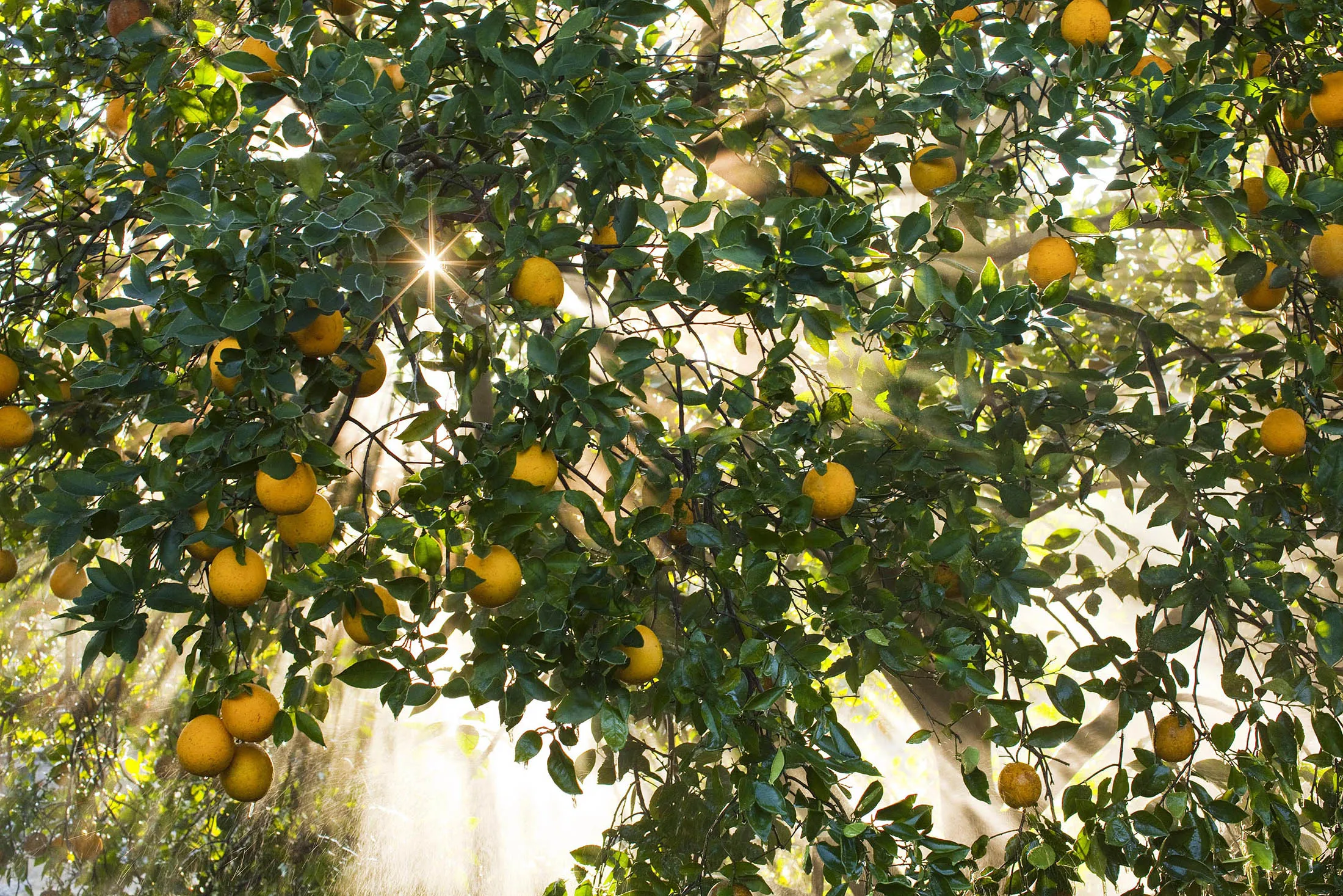 WINTER GARDEN, FL - JANUARY 7: Water from a micro sprinkler protects citrus waiting to be harvested at a commercial grove near Winter Garden, Florida, January 7, 2010.
