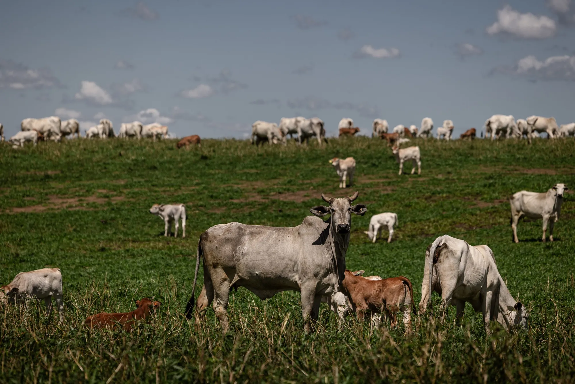 Cattle graze on a ranch&nbsp;&nbsp;in Pindamonhangaba, Sao Paulo state, Brazil.