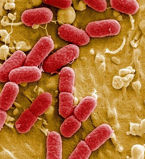 E. Coli Bacteria