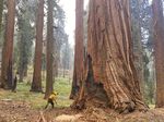 This July 2022 photo provided by the National Park Service shows a firefighter clear loose brush from around a Sequoia tree in Mariposa Grove in Yosemite National Park, Calif. A wildfire on the edge of a grove of California’s giant sequoias in Yosemite National Park grew overnight but remained partially contained Tuesday, July 12, 2022.  (Garrett Dickman/NPS via AP)