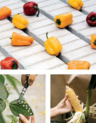 From top: Bellafina peppers grown from seed; a scientist takes soybean tissue samples and examines an ear of corn