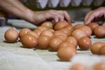 Egg Production At Organic Illinois Poultry Farm