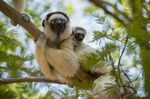 The lemurs&nbsp;of Madagascar are particularly vulnerable to climate change.
