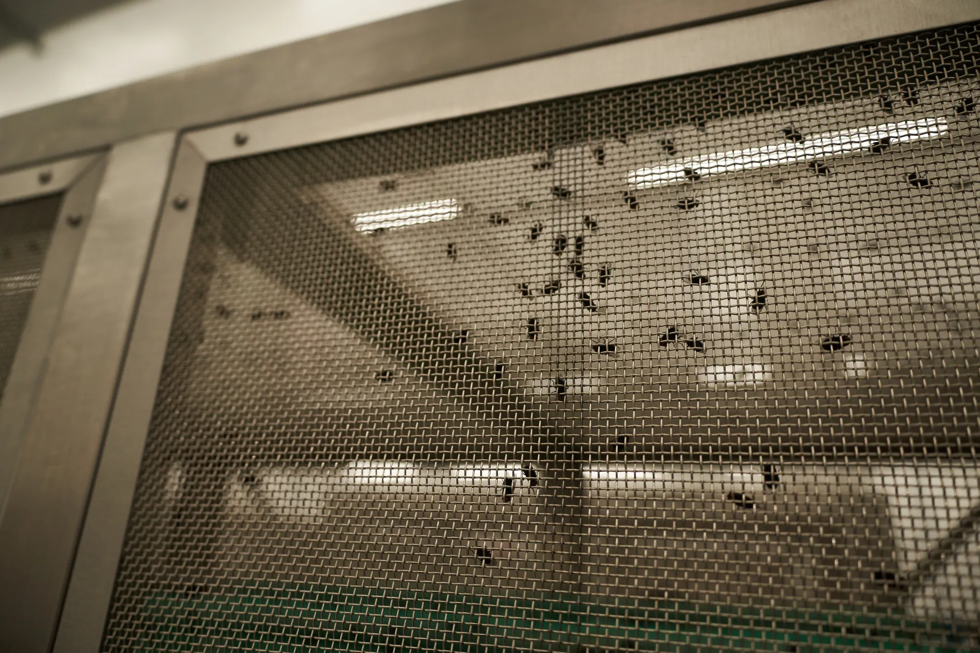 New World screwworm flies