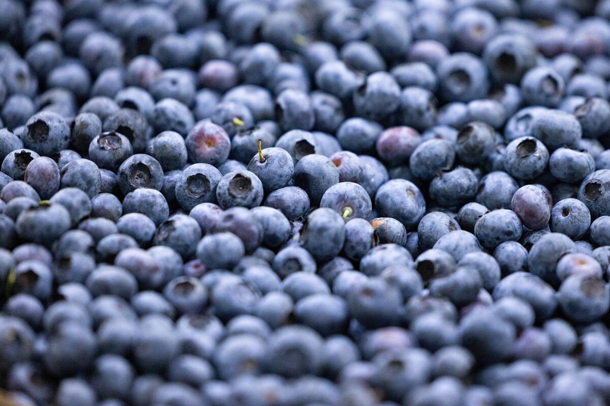 Blueberry Price Surge Isn't Due to Inflation But Market Dominance Plus ...