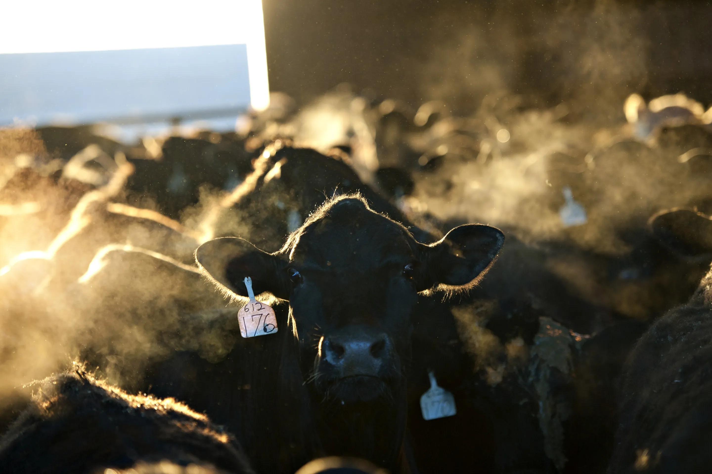 Beef cattle in Malta, Illinois.