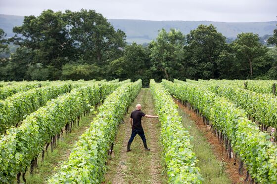 Europe’s Wine Makers Battle to Adapt to Climate Disruption