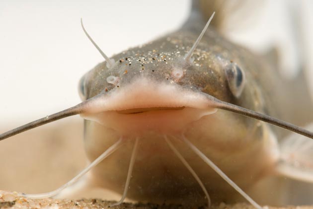 Millions of Dollars Later, America's Catfish Are No Safer to Eat - Bloomberg