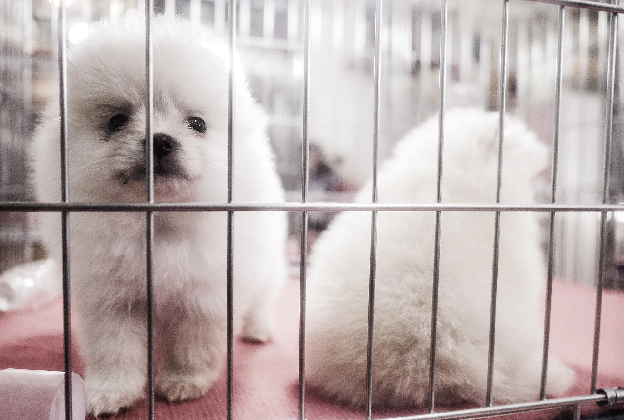 UK Bans Pet Shops From Selling Puppies And Kittens Bloomberg