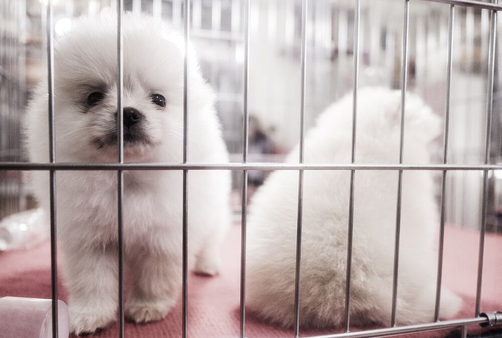 pet shop that sells puppies