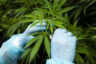 Cannabis Production As Uruguay Bets On Medical Marijuana Exports