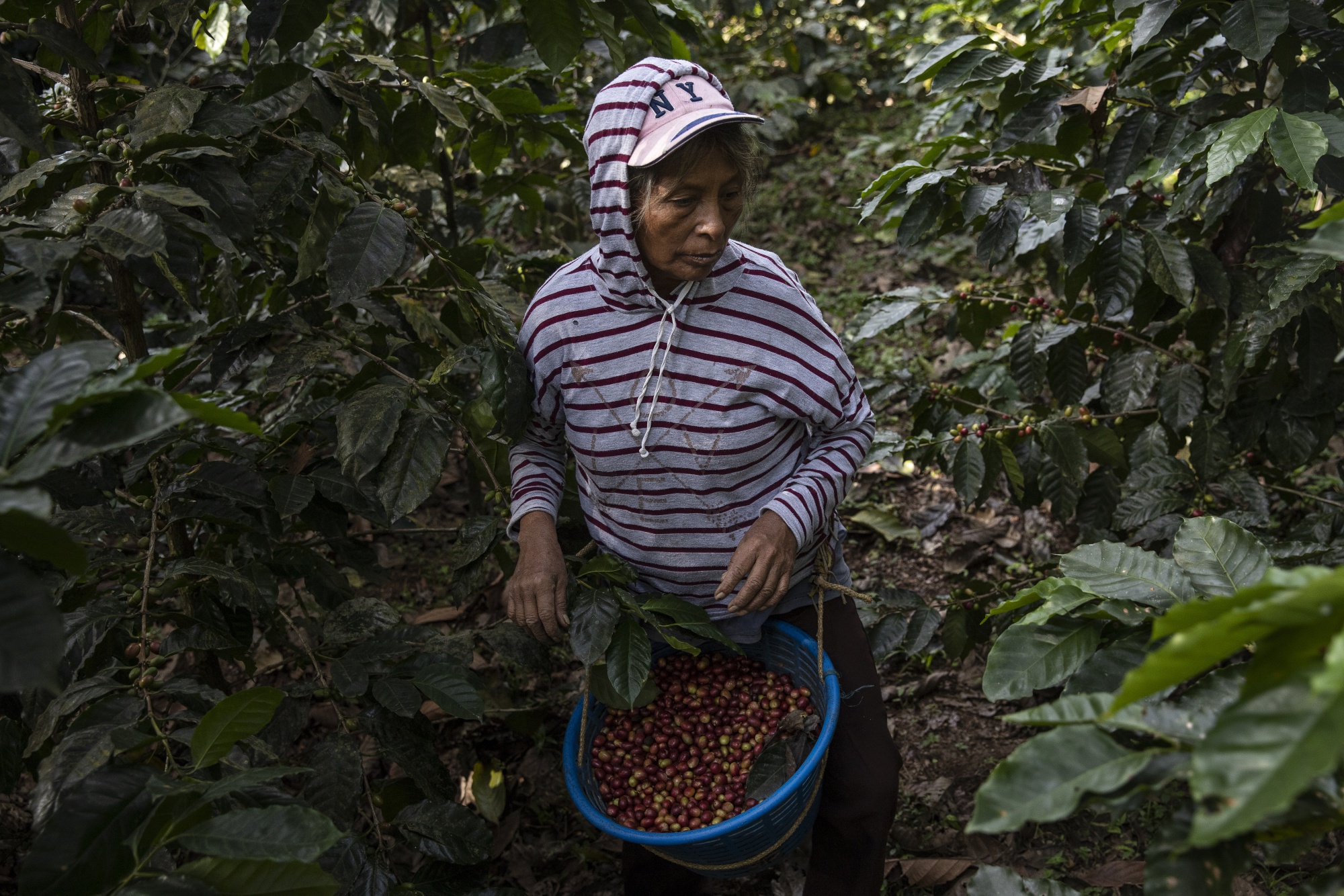 Small coffee farmers now represent 97% of Guatemala’s producers and large ones are disappearing, the U.S. Department of Agriculture&nbsp;said.&nbsp;