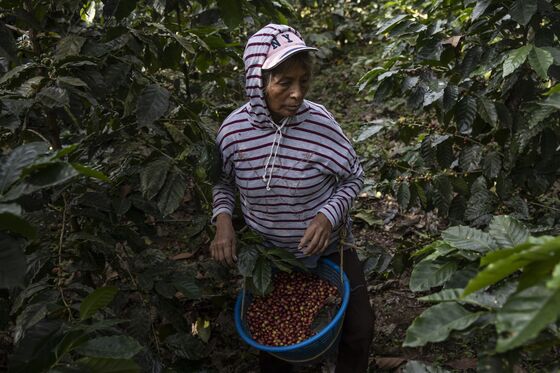 There Is No Money in High-end Coffee For Guatemalan Growers