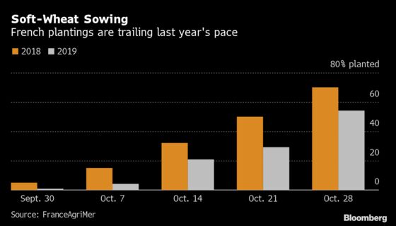 Too Wet, Too Dry: Wheat Season Gets Off to a Mixed Start