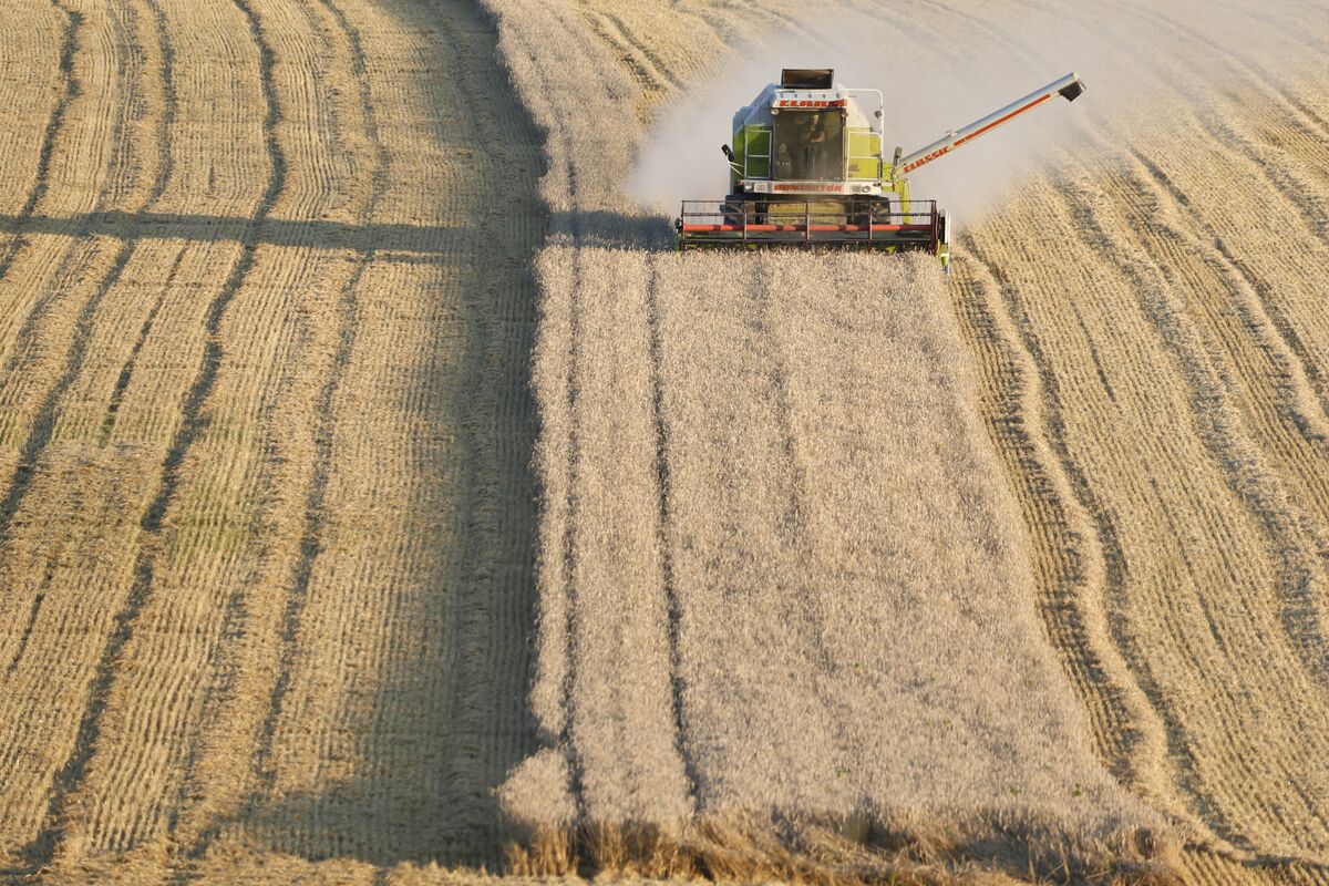 Germany Faces Worst Harvest in 24 Years After Extreme Drought - Bloomberg