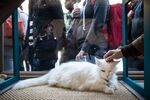 The line outside the pop-up shop &quot;Cat Cafe,&quot; which features cats up for adoption, on April 24 in New York City