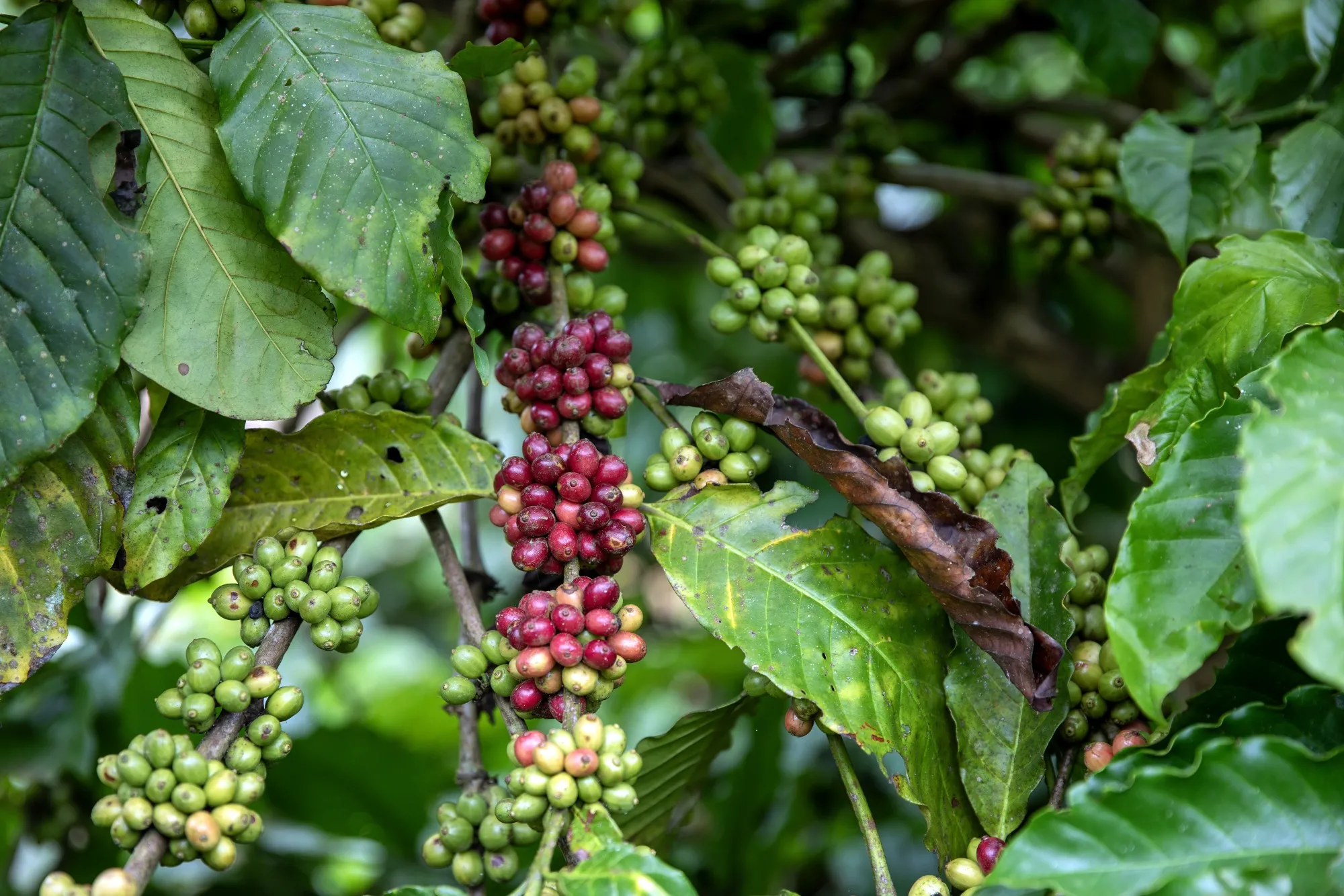 Coffee cherries at a farm in Buon Ma Thuot, Vietnam.