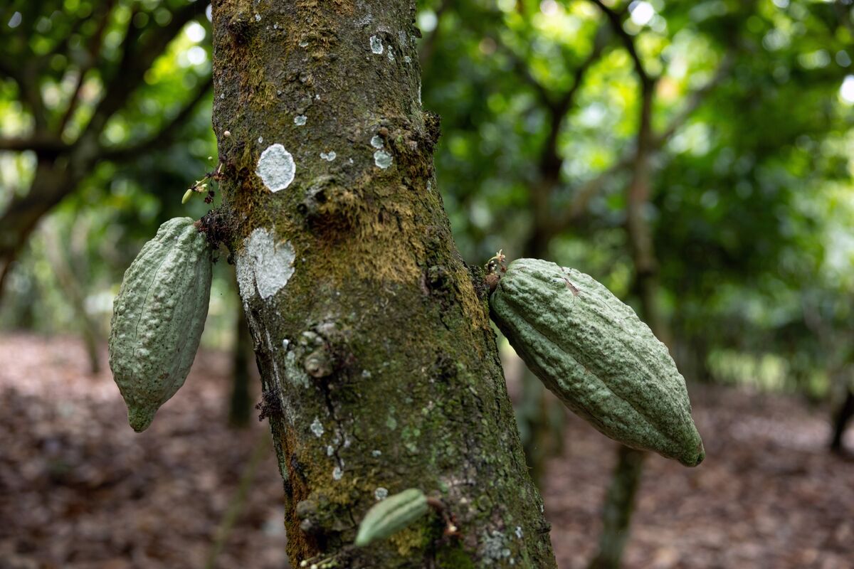 Asia’s Top Cocoa Processor Warns El Niño to Spur Global Deficit