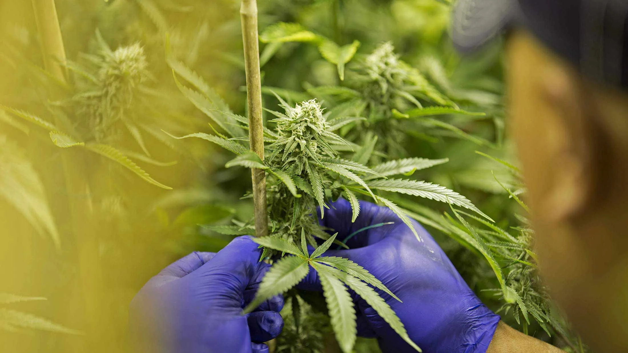 Nearly half of US states have legalized marijuana, while a number of others have decriminalized the drug or allow it for medicinal purposes.