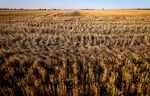 Harvesting of Wheat as Reports of Chinese Import Restrictions Weigh on Australian Market